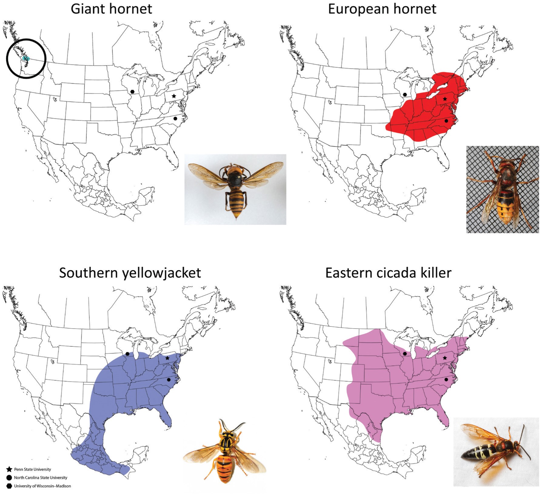 "North America range map for northern giant hornets (Vespa mandarinia), European hornets (Vespa crabro), eastern cicada killers (Sphecius speciosus), and southern yellowjackets (Vespula squamosa)"