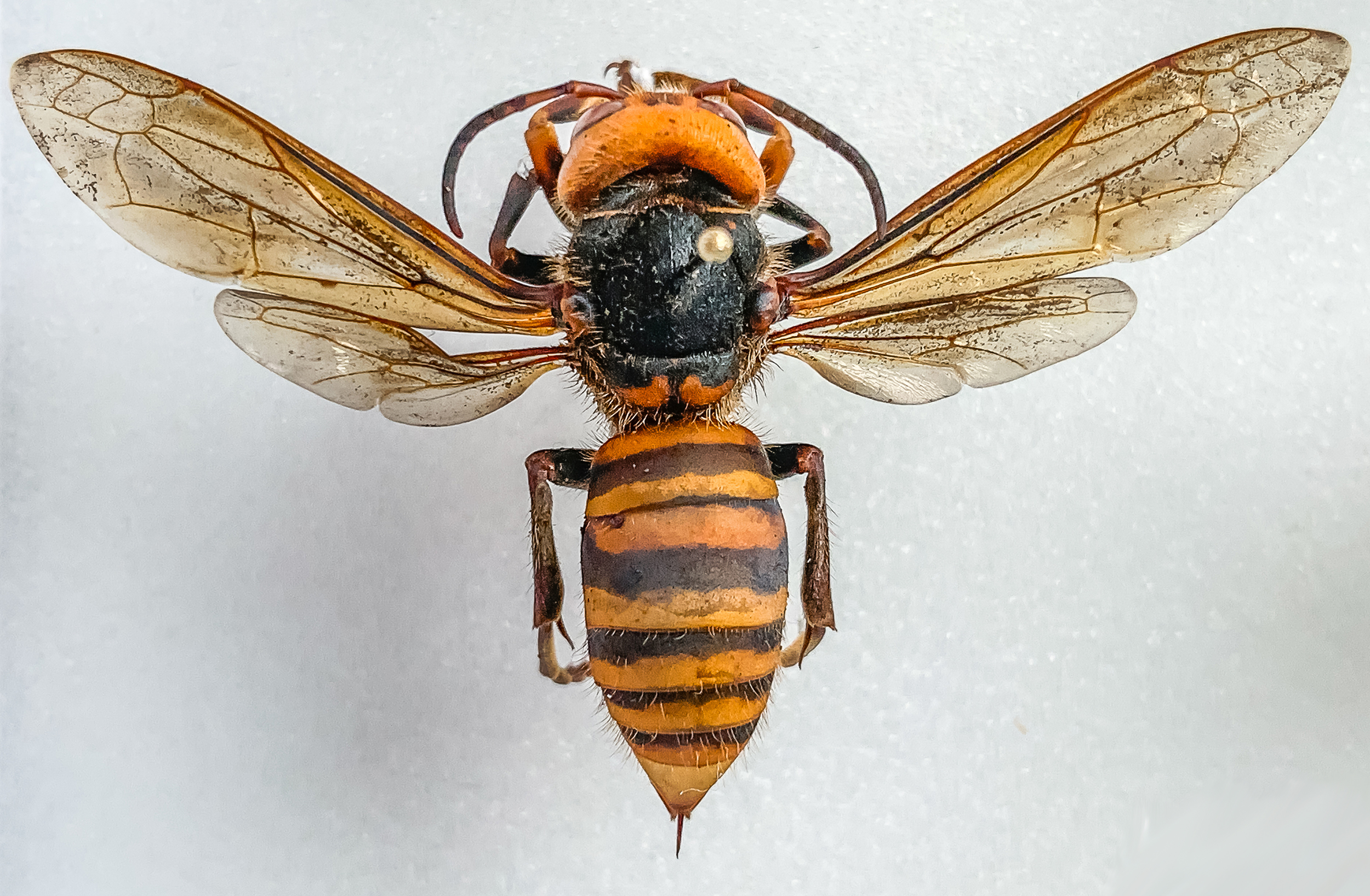 "Northern giant hornet (Vespa mandarinia)"