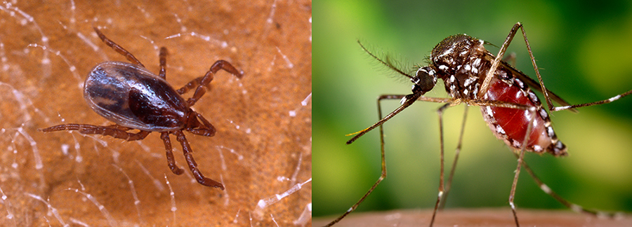 blacklegged tick and yellowfever mosquito