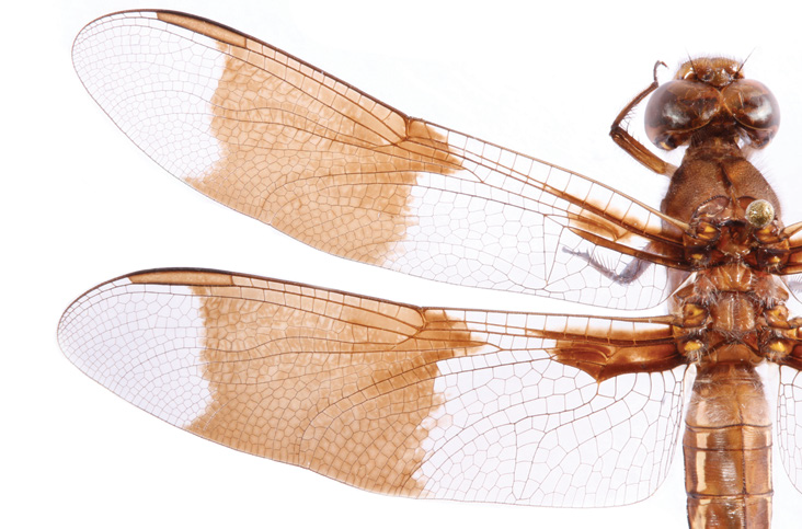 insect wings
