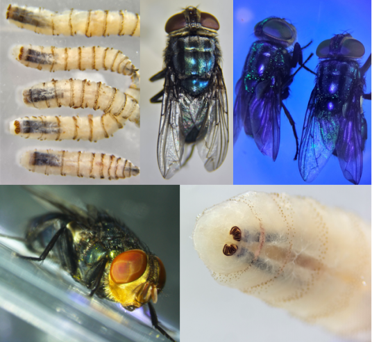 A photo collage of New World screwworm at various life stages, including larval and adult stages.