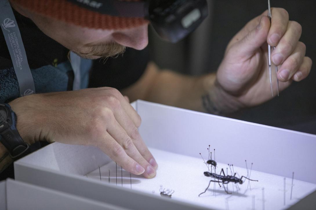 Individual Pinning Insects